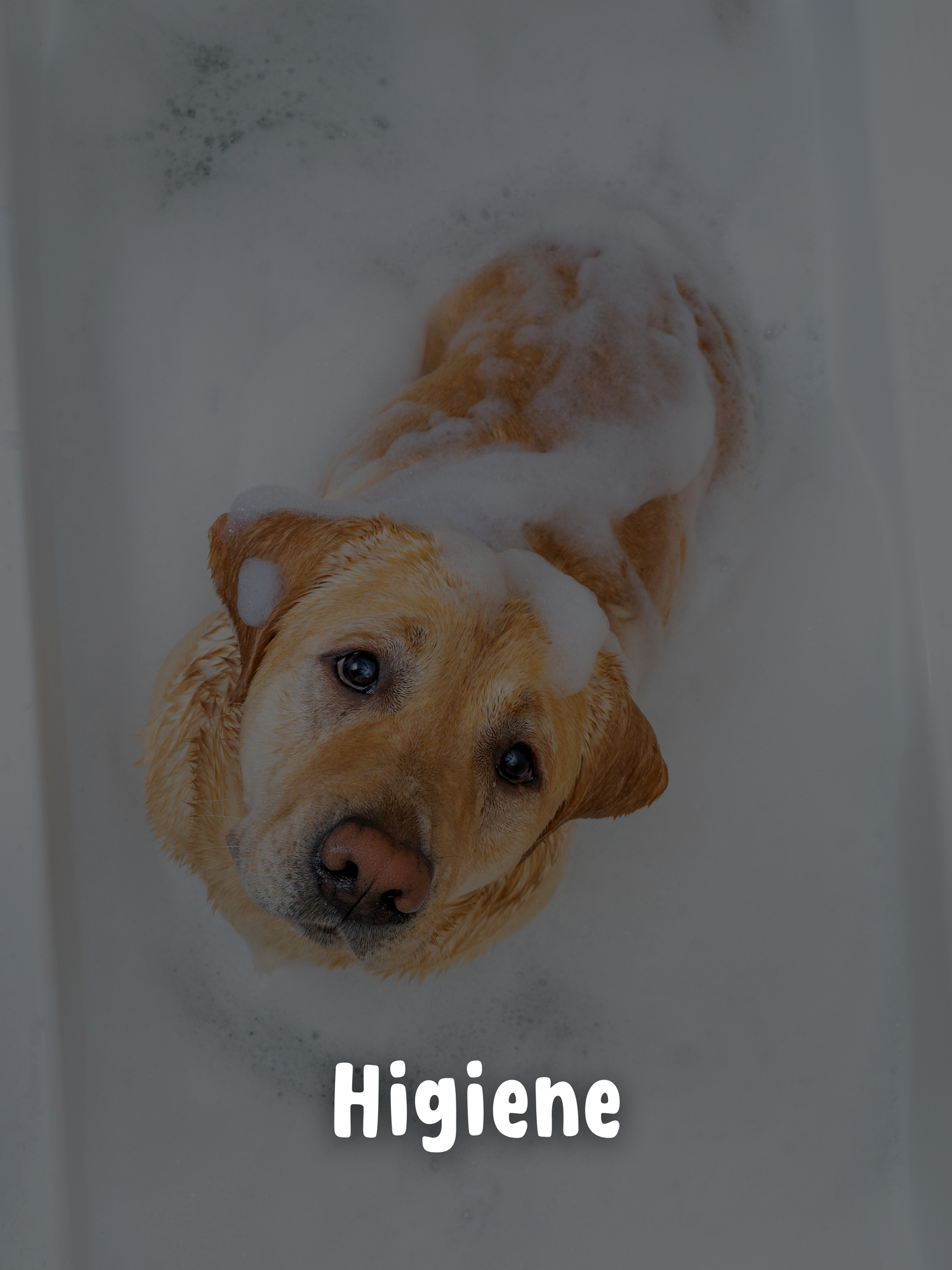 Higiene